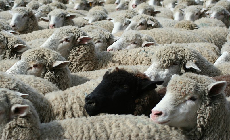 Ein schwarzes Schaf unter lauter weißen Schafen.